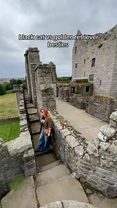 every friendship is a black cat and a golden retriever | Anna Akana