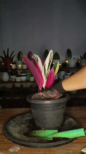 Re-potting Calathea 'Trio star' with update #homegardening #tipsntricks #plantcare