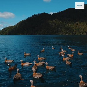 Un bosque mágico y paradisíaco | TRIPIN ARGENTINA