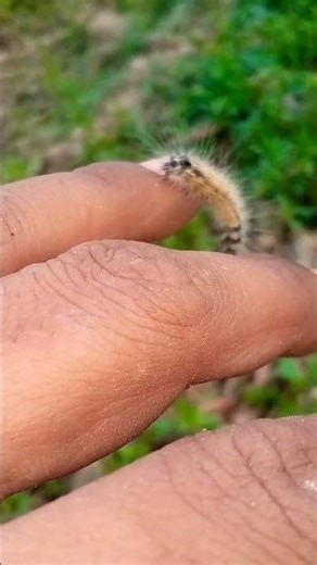 animal kida 🐛 #animalshorts #video