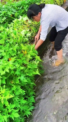 Amazing Fresh Sweet Potato Leaf Harvest | Green Leaf Cutting Skills | Village Farming