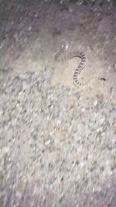 211K views · 1.7K reactions | Sidewinders can be pretty quick when they need to be! | Rattlesnake Solutions | Facebook