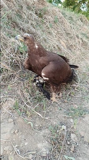 My Golden Eagle Hunts a Crow at Incredible Speed | Wild Nature in Action!😱#eagle #amazing #hunter