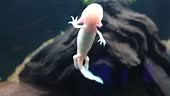 Axolotl, a mexican salamander that lives in several lakes in Mexico...