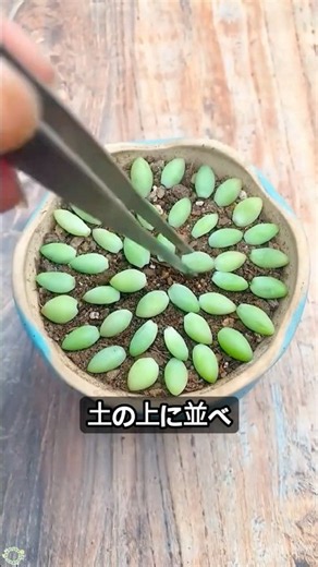多肉植物好きが実践するセダムの葉挿し方法