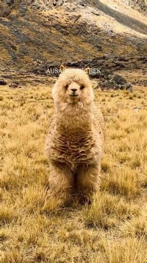 Ausangate The Untamed Side of the Andes