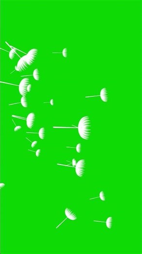 Floating dandelion seeds green screen | chroma key overlay for video editing #greenscreen