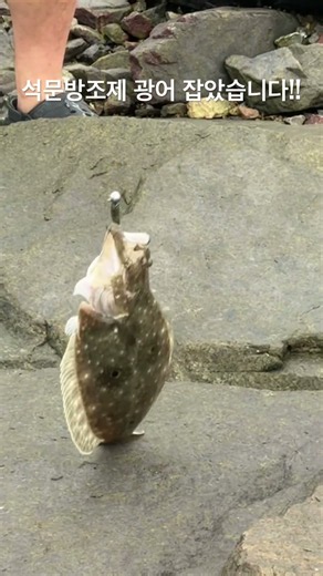 당진 석문 방조제 루어 낚시 광어 #낚시 #루어 #fish #다이소