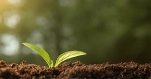 Small Sapling Plant Sprouting Dirt Growing Stock Footage Video (100% Royalty-free) 1101099223 | Shutterstock