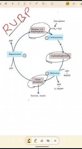 C3 Cycle Explained in 60 Seconds 🌱 | Calvin Cycle Short #neet