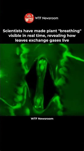 Scientists Can Now Watch Plants Breathe in Real Time🌿🤯