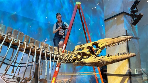 Appleton scientist discovers new type of prehistoric lizard, Tylosaurus rex