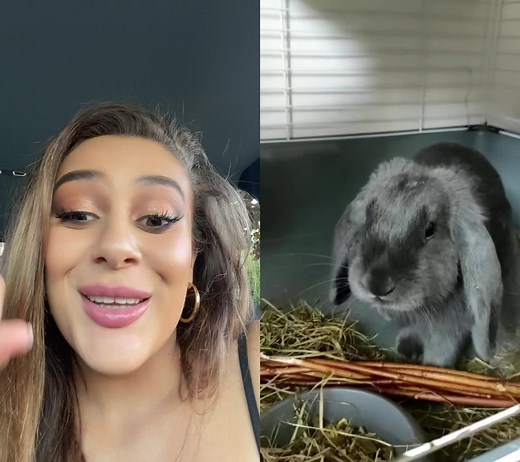 Caring for Your Pet Rabbit: Calm and Happy Behavior