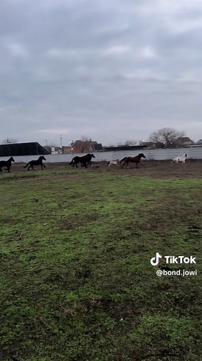 Тренування фотосесій із Stable Diffusion в Україні