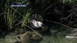 7.2K views · 77 reactions | Gators are not native to California so it...