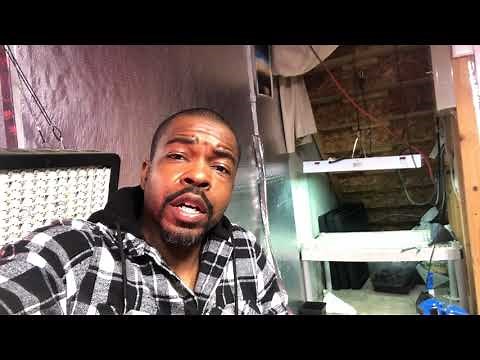 #RootsIn7days using Hormex rooting powder