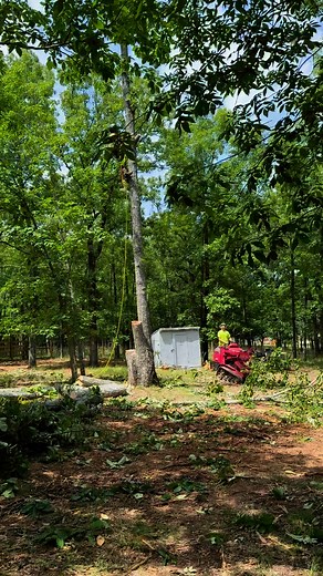 Always fun climbing a tree. #treeclimber #atlastreecompany #treeremoval | Atlas Tree Company