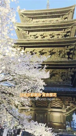 在世界遺產日本最高五重塔-京都東寺賞櫻 World Cultural Inheritance-Toji Temple Tower, Kyoto Japan