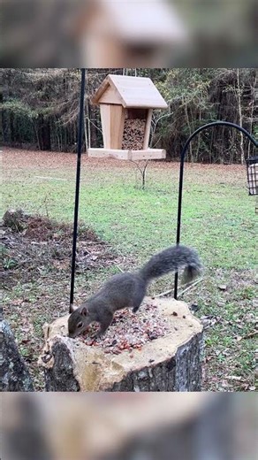 Bird Feeder? More Like Squirrel Buffet