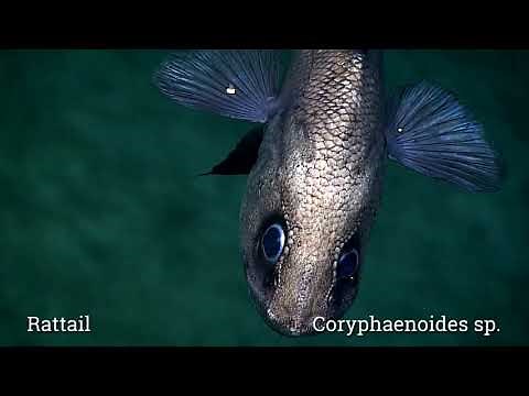 Fish of the Deep: Discovering the Deep: Exploring Remote Pacific MPAs