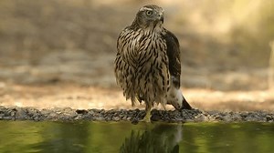 Young male Northern goshawk at a water point within a Mediterranean forest of oaks and pines with the last light of a summer day
