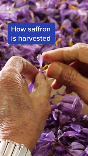 Why is Saffron so Expensive? Unveiling the Costly Culinary Treasure