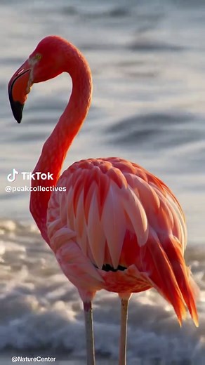 Discover the Beauty of Flamingos: Nature's Elegant Birds