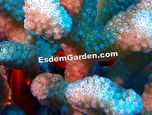 日本人のアネモネ、アネモネ・フペネシスvar。ジャポニカ：植え付け、栽培 🌿 すべてのガーデニングや庭のデザインについて - 2025