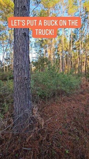 308K views · 1.6K reactions | Rolling one this morning! #southernhoundhunting | Southern Hound Hunting | Facebook