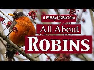 All About Robins | Robin Facts | Bird Educational Video | Nests Migration Eggs Spring #birds #robin