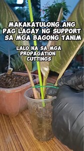 125K views · 1.1K reactions | Makatulong ang paglagay ng support stick sa halaman lalo na sa mga cuttings propagation,mas madali para sa mga halaman lalo na maka save sa space, maiwasan ang pagka stress at tuloy tuloy ang palaki|Tips for Beginners Mamalyn's Garden #plantcare #plantingtips #beginner #tips #guide #gardeningtips #houseplants #homegardening #gardening #myplants #aglaonema #black #moonlight #plantmom | Mamalyn's Garden | Facebook