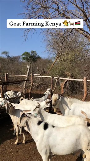 Goat Farming in Kenya: A Guide to Sustainable Practices
