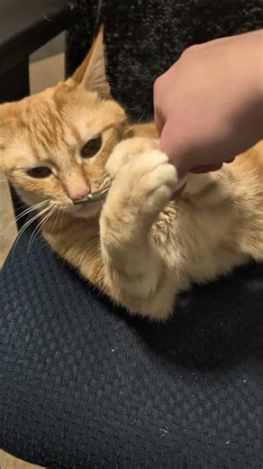 Monkey must thoroughly inspect all instruments (including hands) before they can be used. 🧐