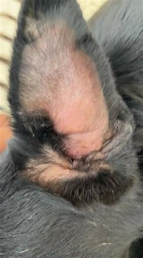 dog ear hematoma ‪@globalpetsclinic‬