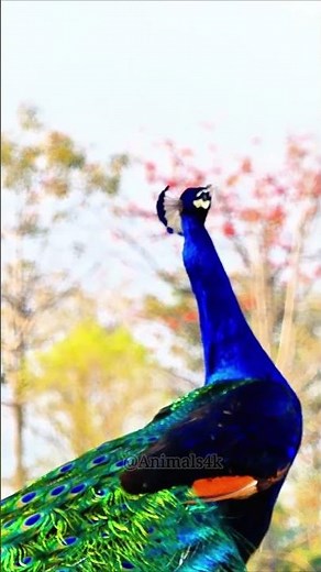 The Peafowl Peacock Bird calling amazing sounds #wildlife #Peacocksound