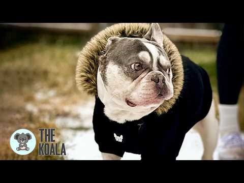 He Couldn’t Walk… Now He’s Smiling Again | French Bulldog Recovery Story