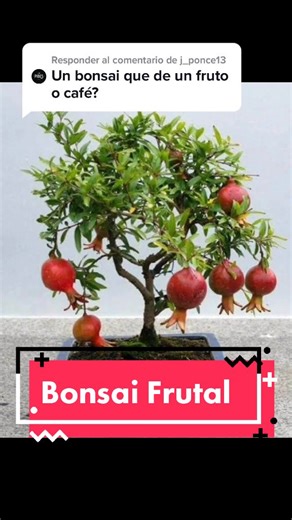 Bonsai Frutal en México: Todo es Posible