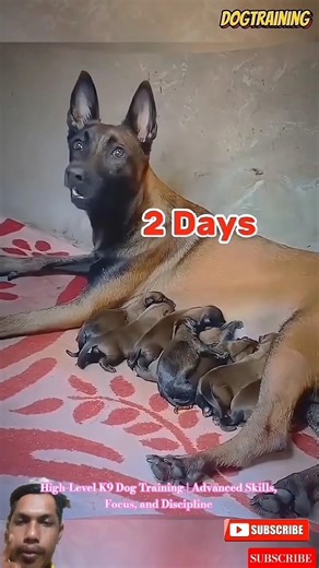 High-Level K9 Dog Training | Advanced Skills, Focus, and Discipline #dogtraining #belgianmalinois