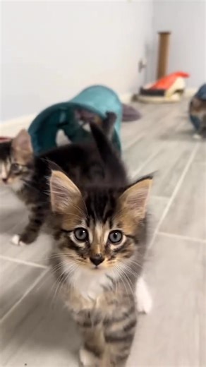 2.4M views · 159K reactions | Thank you  Stray mumma cat trusted...