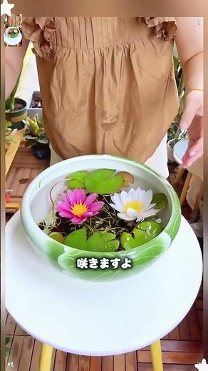 ミニ蓮の種、水栽培で花を楽しめます。土も日光も不要、水に浮かべるだけで数日で発芽。#ミニ蓮 #ハス #水栽培 #室内植物 #清らか 混合種 癒しの植物