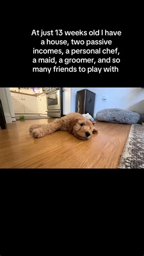 Adorable Puppy Enjoys Luxurious Life at 13 Weeks
