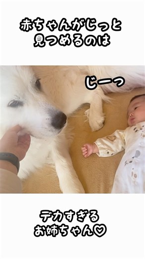 目がだんだん見えるようになってきたら、超大型犬が常にそばにいたことに気づく赤ちゃん