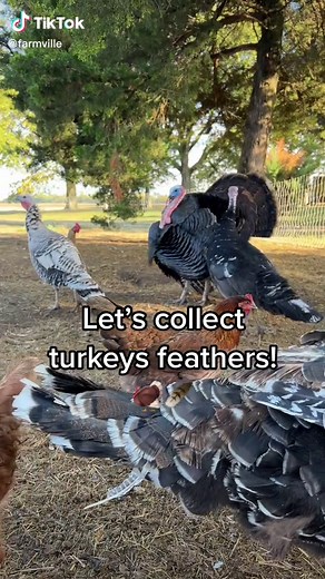 Download Farmville 3 today to collect feathers for yourself 🪶 #turkey #pets #animals #animalsoftiktok #farmville #farmlife