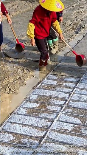 Rice seedling raising technology in plastic rice seedling trays