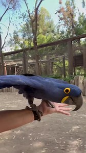 1.8K views · 211 reactions | Flying through the week with Keeper Lynn and Chloe the Hyacinth Macaw 列 (Video credit: Keeper Lynn) | Wildlife World Zoo | Facebook
