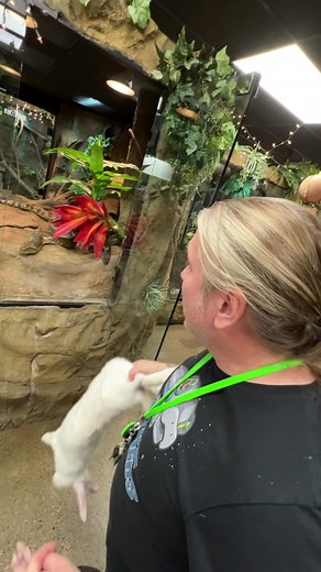 Feeding 2 Anacondas At Once! 🐍👀#snake #reptile #animals #greenanaconda