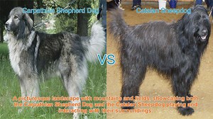 Carpathian Shepherd Dog VS Catalan Sheepdog