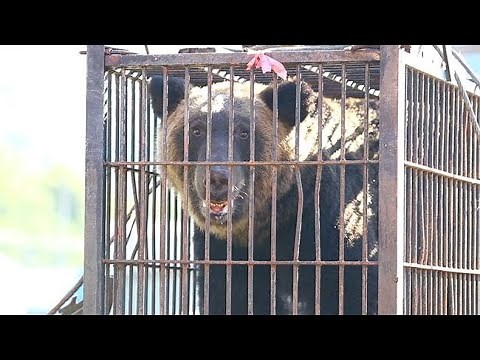 島牧でクマ１頭駆除 村内出没の個体か