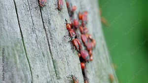 Milkweed bugs crawling in a tree bark. Colony of Pyrrhocoris apterus, Red Soldier Striped Beetle, Firebug, Spilostethus Pandurus, View macro insect in wildlife. Stock Video