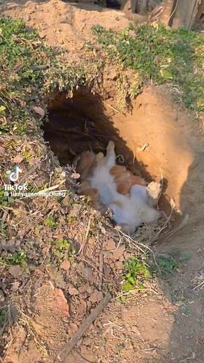 27K views · 918 reactions | Ingat mak kucing, rupanya mak arnab | Dunia Haiwan | Facebook